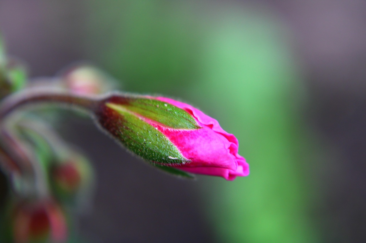 1-engelse-longhornkoe-pixabay