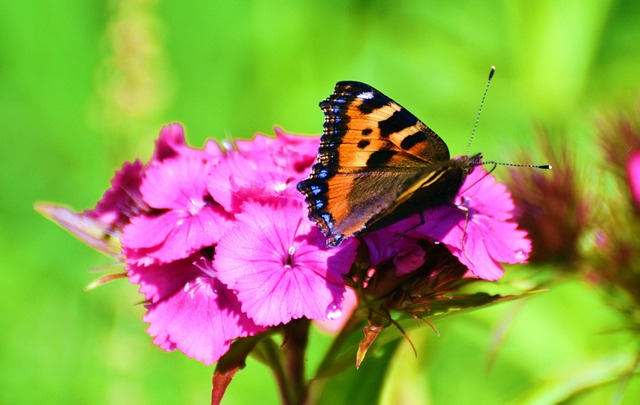 Schmetterling, Blume, Garten