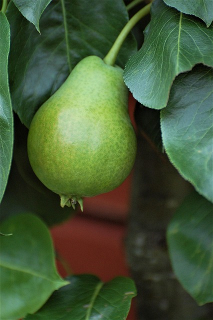 Green, Birne, Nahaufnahme, Obst, Herbst