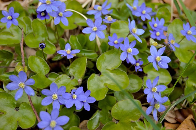 Leber, Blume, Frühling, Natur