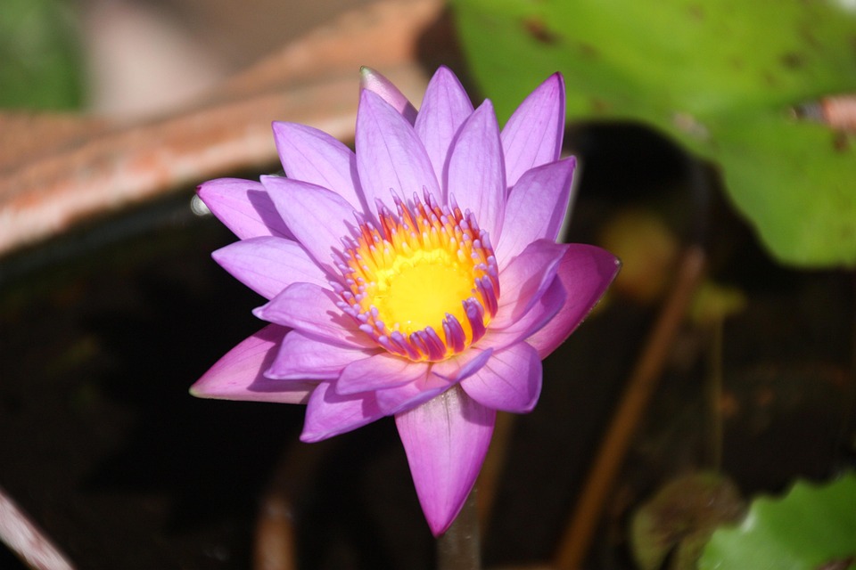 Lotus Fleur Étang De - Photo gratuite sur Pixabay - Pixabay