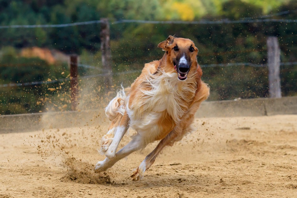 Dog, Greyhound, Pet, Animal Portrait, Dog Portrait