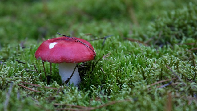 Pilz, Wald, Herbst, Im Herbst, Nieder