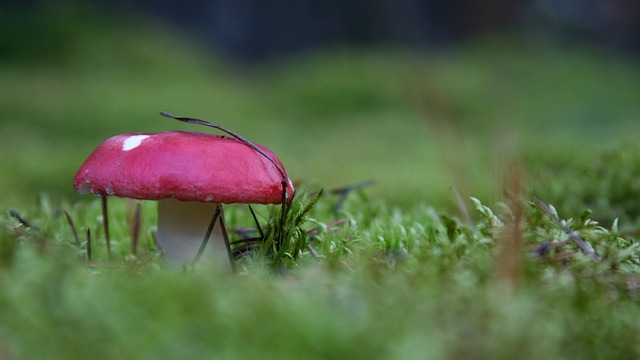 Pilz, Wald, Herbst, Im Herbst, Nieder