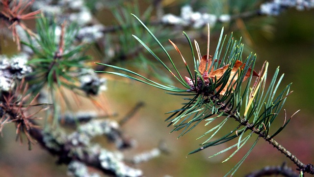 Zweig, Weihnachtsbaum, Kiefer, Nadeln