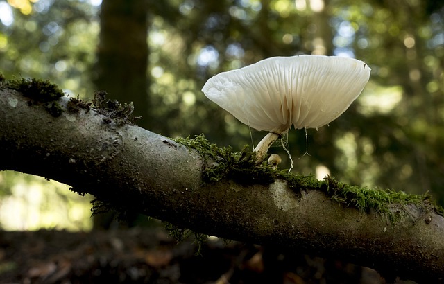 Seta De Árbol Bosque Planta - Foto gratis en Pixabay - Pixabay