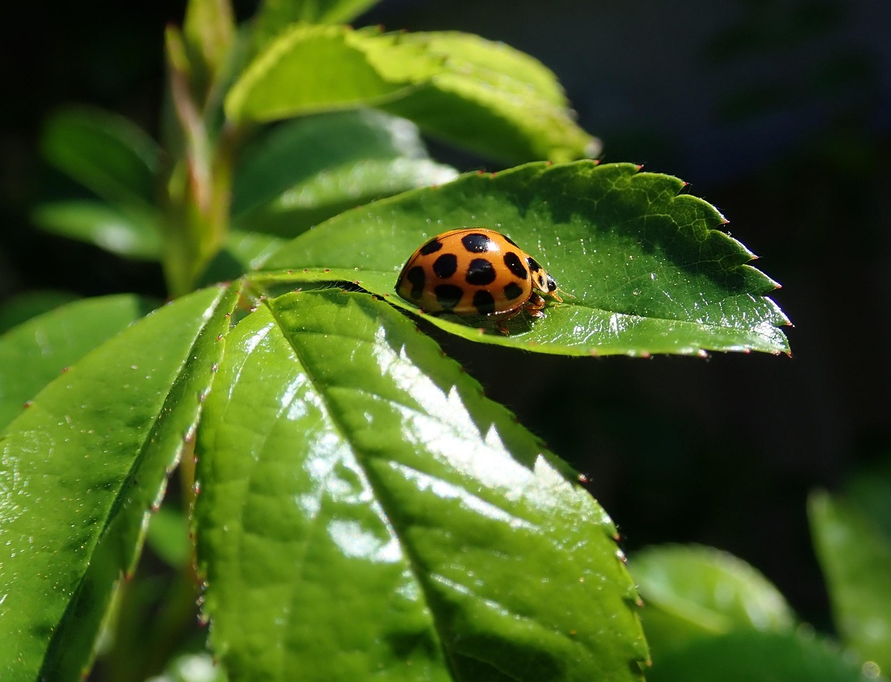 ladybird-insect-leaves-free-photo-on-pixabay-pixabay