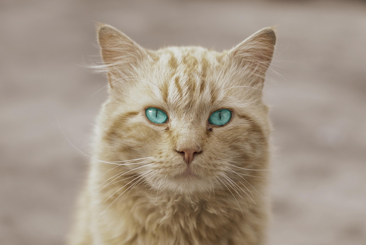 Chat Animal Artistique - Photo gratuite sur Pixabay - Pixabay