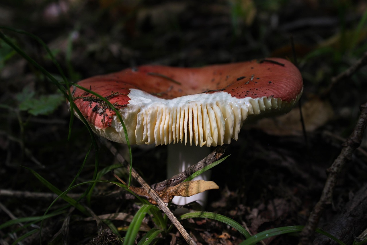 mushroom-3682893_1280.jpg