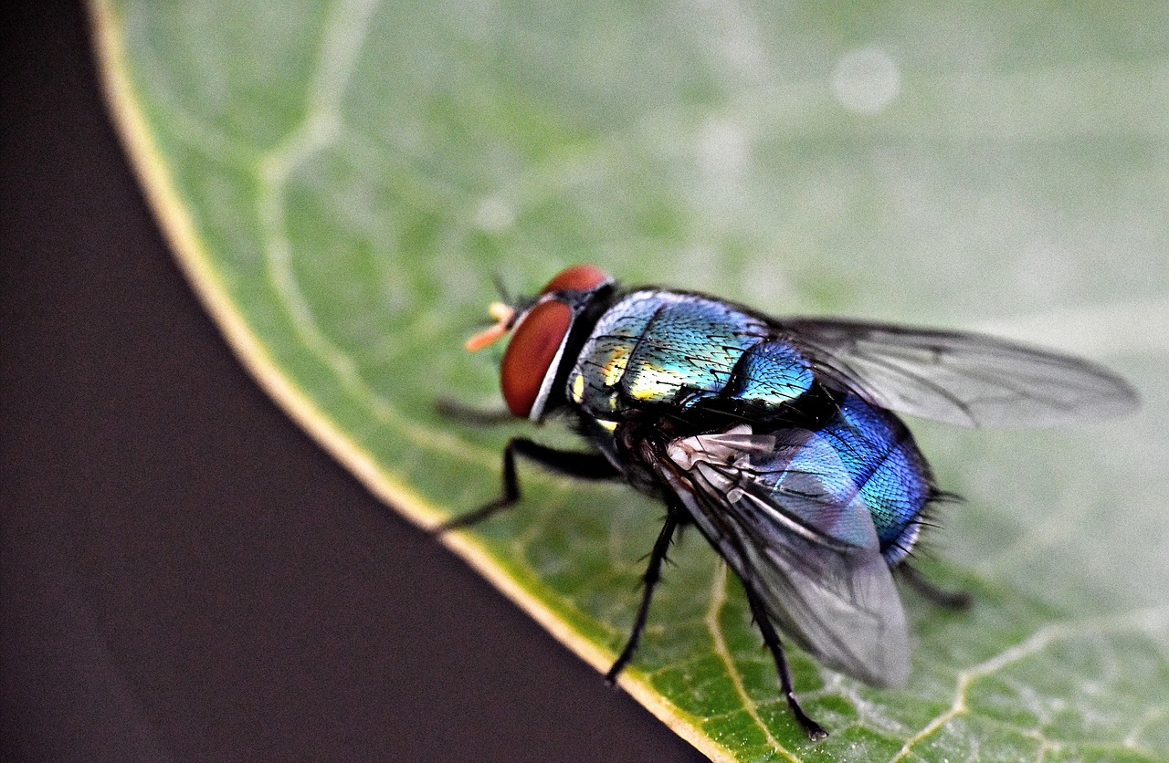 200 Free Housefly Fly Images Pixabay 200 Free Housefly Fly Images Pixabay