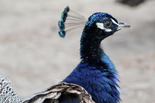 Pfau, Vogel, Tiere, Farben, Stolz
