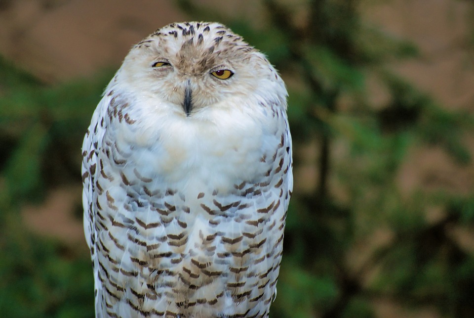 Snowy Owl Birds Of Prey Wildlife - Free photo on Pixabay - Pixabay