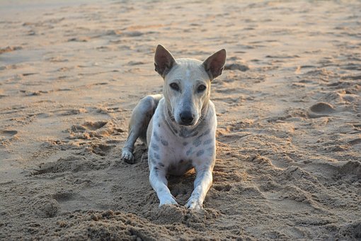 Free Dog Beach Dog photo and picture