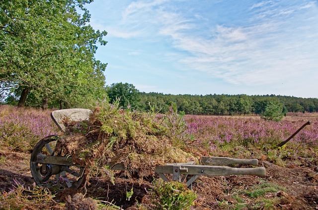 Free Germany Lüneburg Heath photo and picture