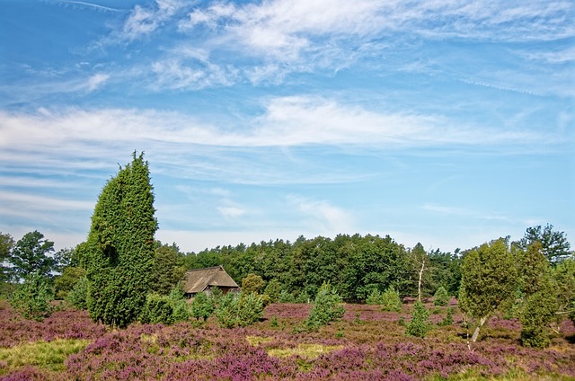 Free Germany Lüneburg Heath photo and picture