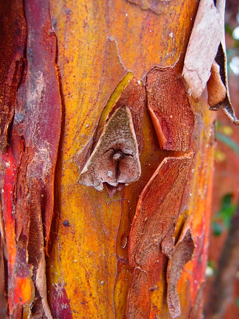 Free Cortex Tree photo and picture