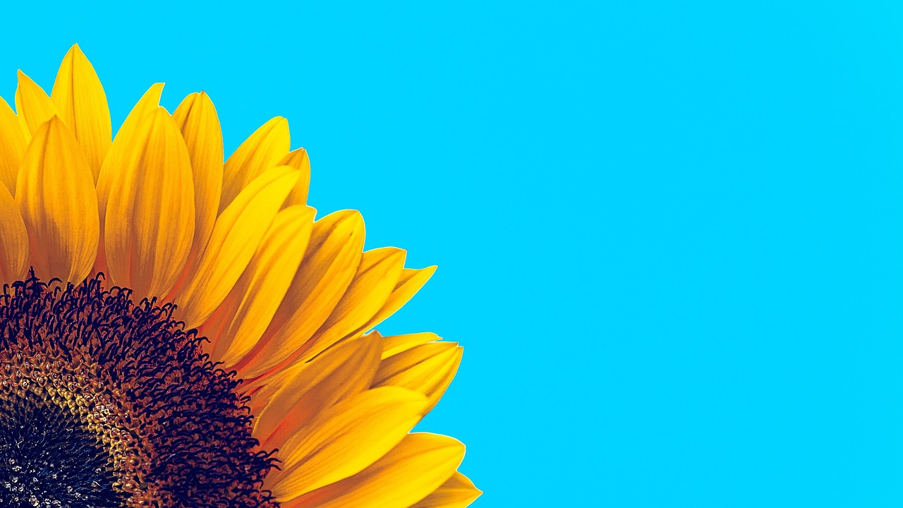 Girasol Flor Florecer - Foto gratis en Pixabay - Pixabay