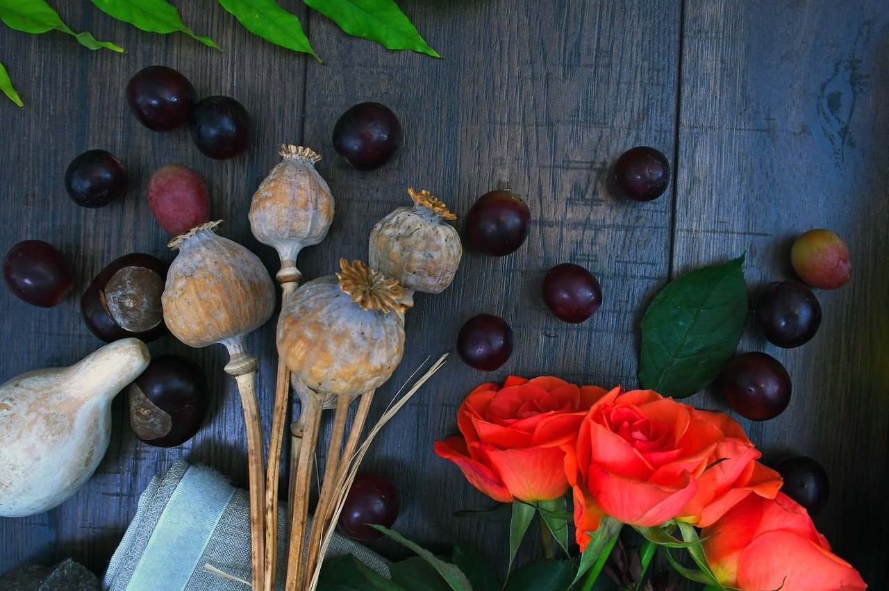 Rose Poppy Dried Plant - Free photo on Pixabay - Pixabay