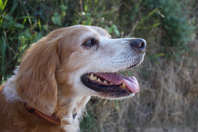 Hundekopf, Bretonisch, Vorstehhund