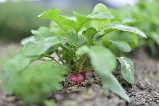 Free Radish Ecological photo and picture