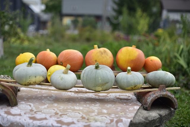 Free Pumpkins Pumpkin Butternut Squash photo and picture