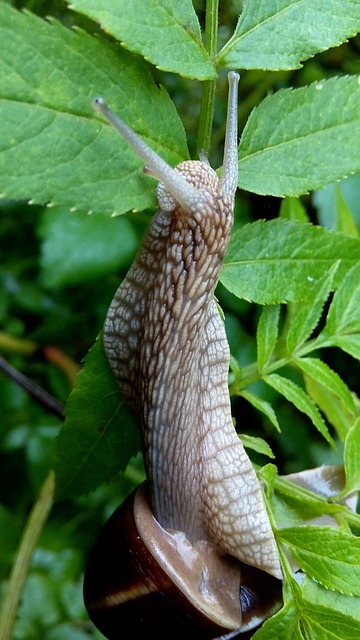 Snail, Nature, Live, Outdoor