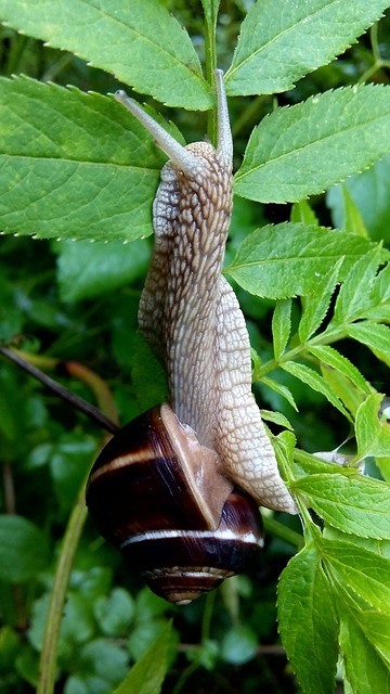 Snail, Nature, Live, Outdoor