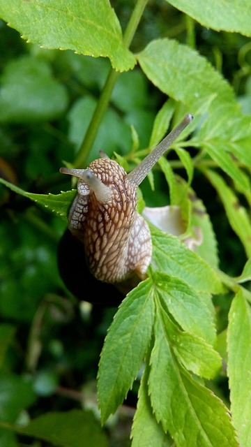 Snail, Live, Outdoor, Nature, Food