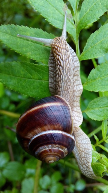 Snail, Nature, Live, Outdoor