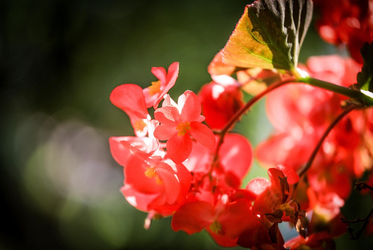 Pixabay Pixabay pixabay-pixabay