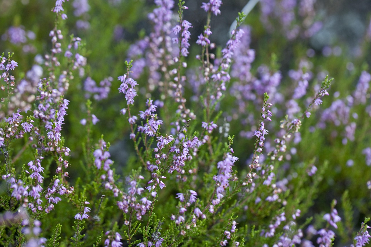 石南花 粉色的 紫色 - Pixabay上的免费照片 - Pixabay