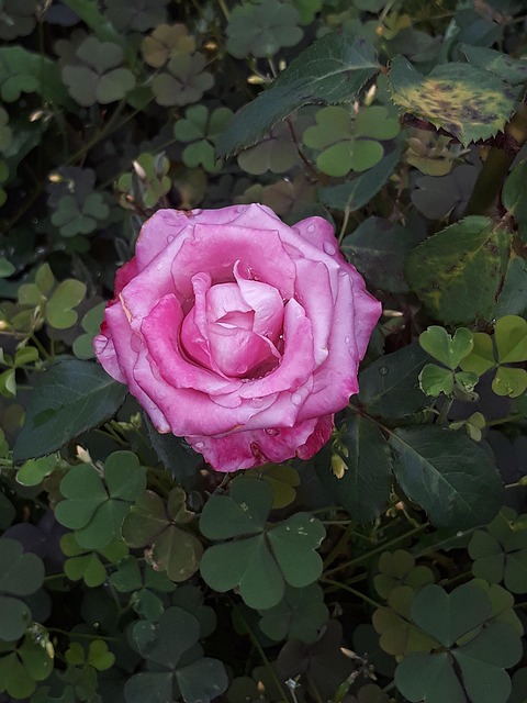 Rosa Foto Gratuita No Pixabay Pixabay