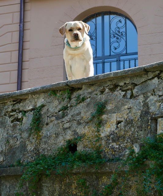 Guard Dog Watchdog Watch Free photo on Pixabay