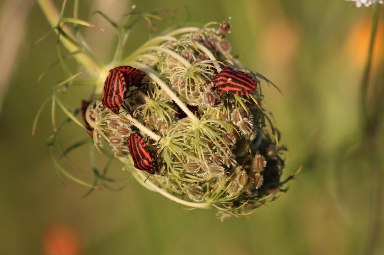 Download free HD stock image of Shield Bugs Pentatomoidea Free Shield Bugs Pentatomoidea photo and picture
