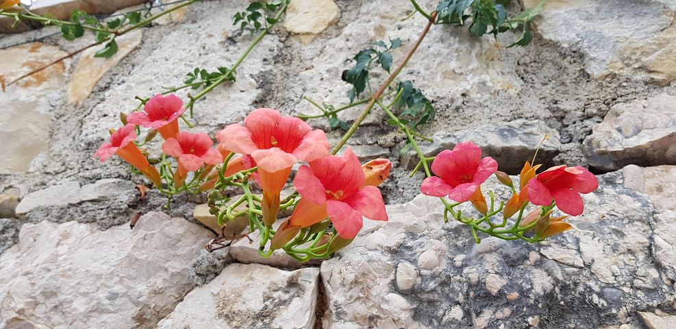 Камни С Цветами Фото