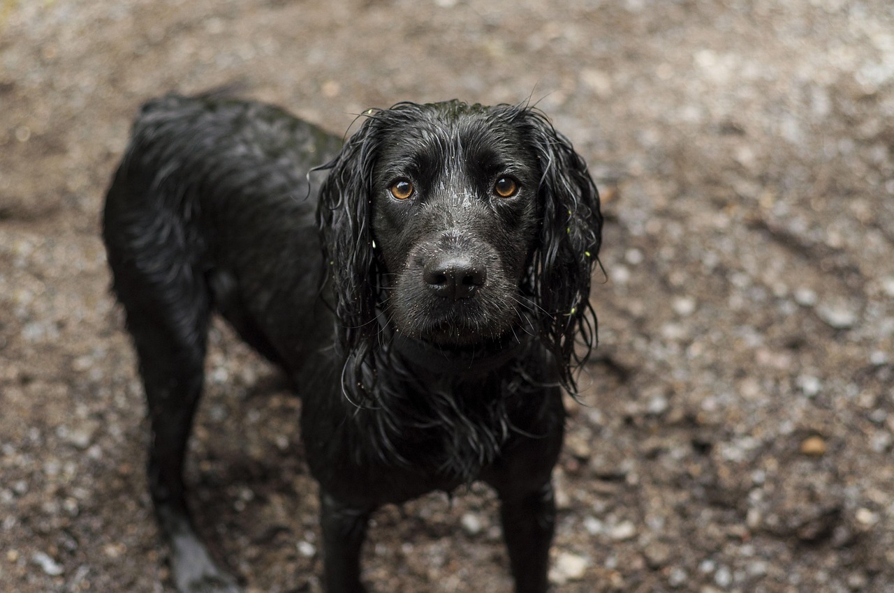 How Much Do English Cocker Spaniels Cost? [Answered] spanielking