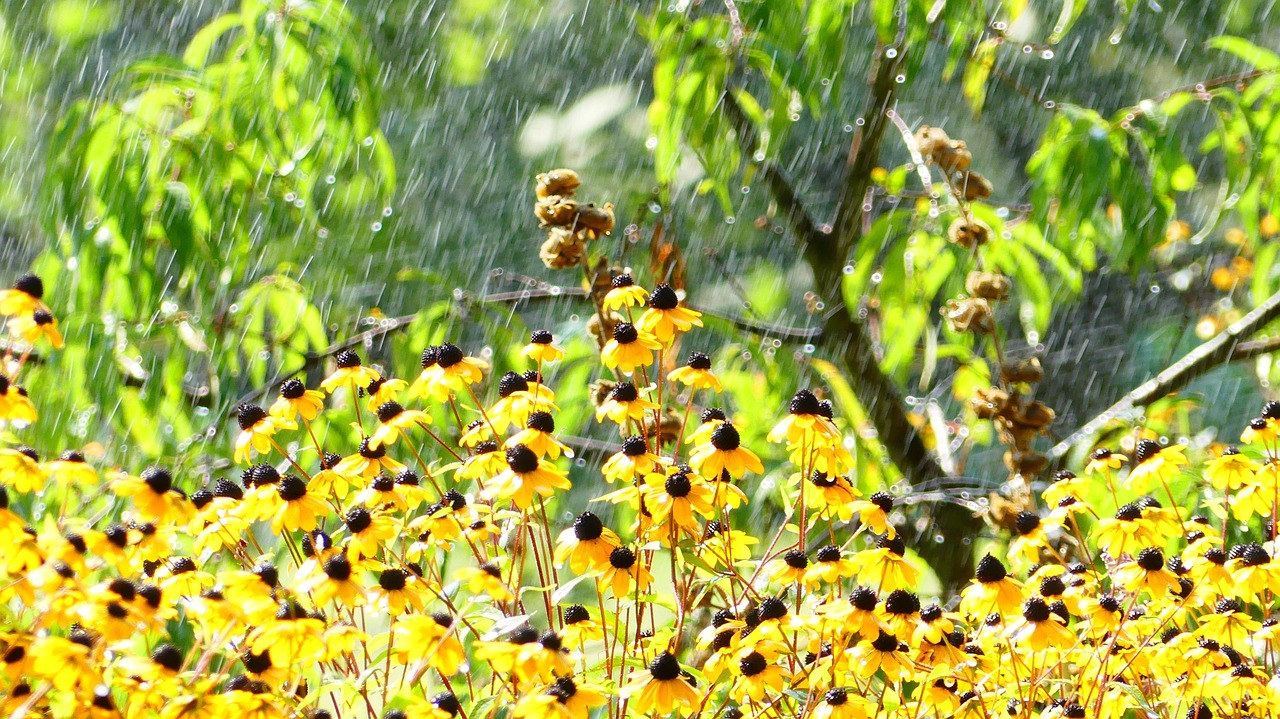 Garden Rain Nature - Free photo on Pixabay - Pixabay