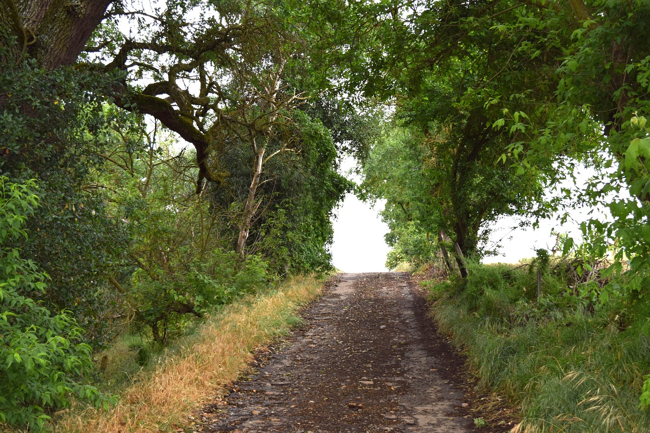 Trees Path Sky Free photo on Pixabay Pixabay