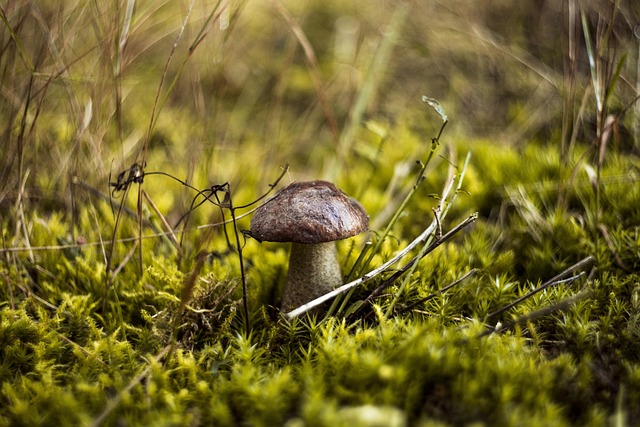 Pilz, Wald, Tag, Herbst, Pilze, Rot
