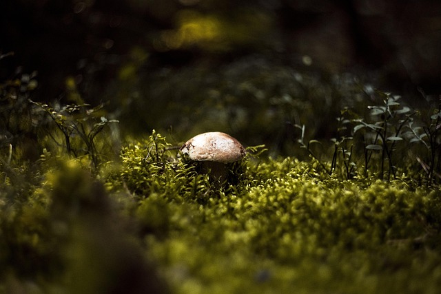 Pilz, Wald, Tag, Herbst, Pilze, Rot