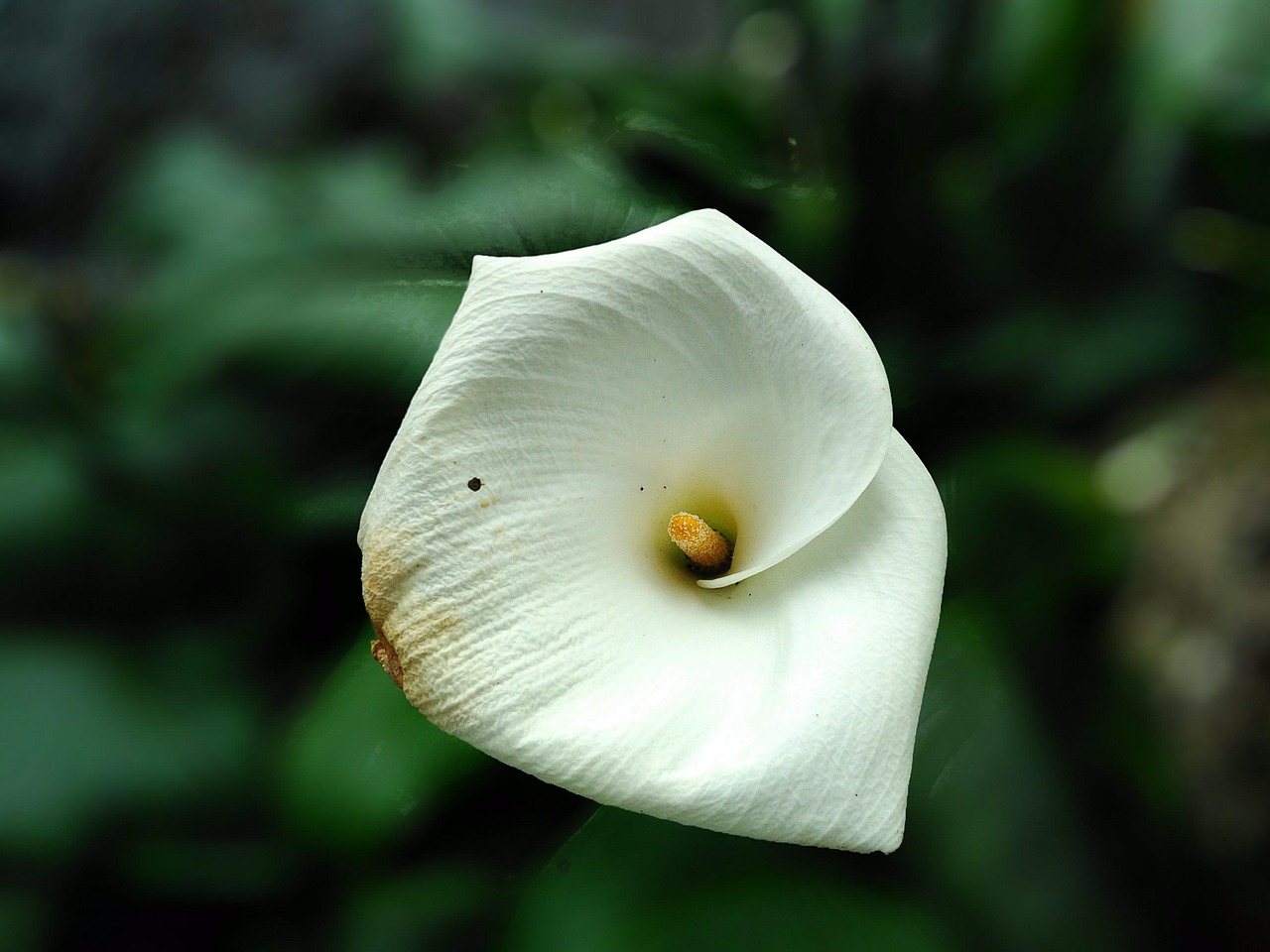 Sitemapcdatahttpsfoowindecoocom4 Images 1 Mot Fleur Blanche