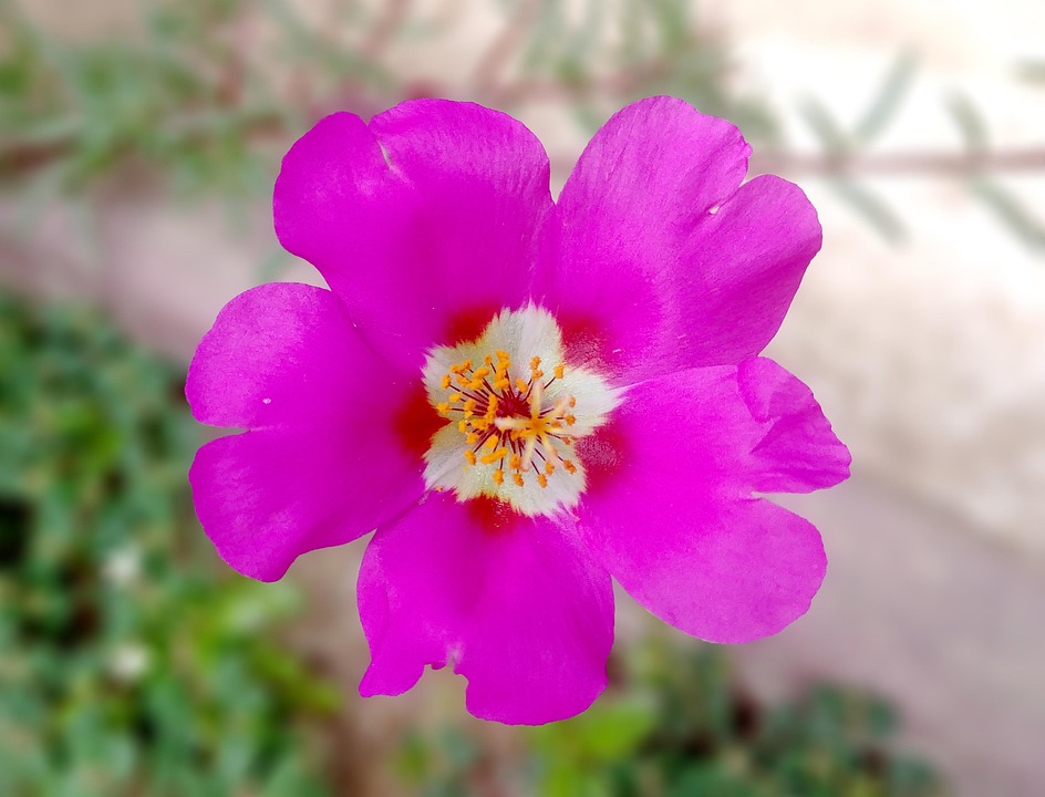 マツバボタン 華やかな 花 Pixabayの無料写真