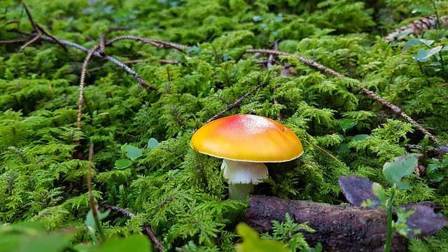 Free Mushroom Green photo and picture