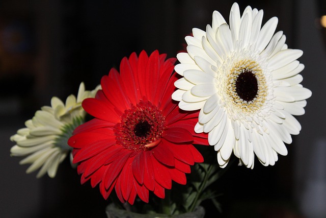 Bloem, Natuur, Mooie Bloemen, Bloesem