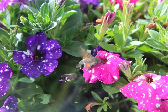 Bloem, Mooie Bloemen, Insect, Vlinder
