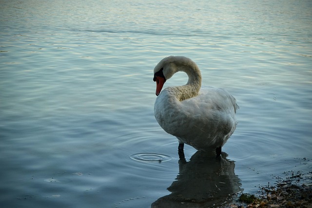 Free Swan Lake photo and picture