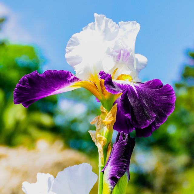 Free Flower Iris photo and picture