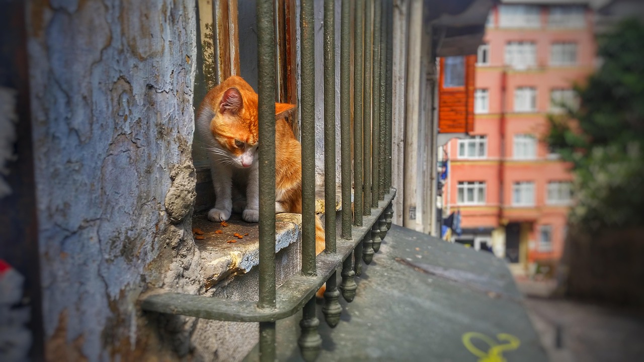 Cat - free online jigsaw puzzle photo