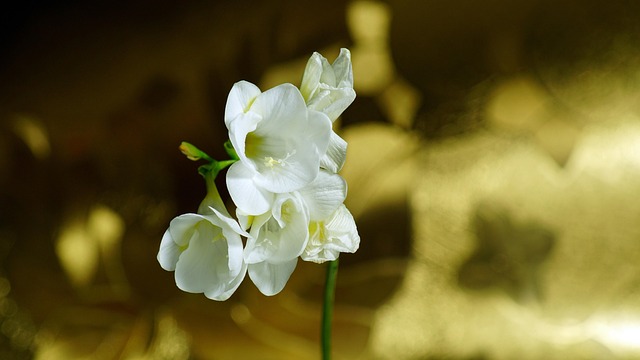 Free Flowers White photo and picture