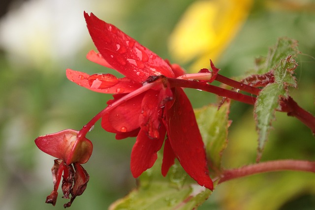 Free Flower Rain photo and picture